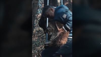 marcel-ciolacu-pisica-copac-scara