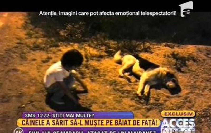 ATACAT de MAIDANEZ! Fiul lui Călin Geambașu, la un pas de a fi DESFIGURAT de un CÂINE | VIDEO