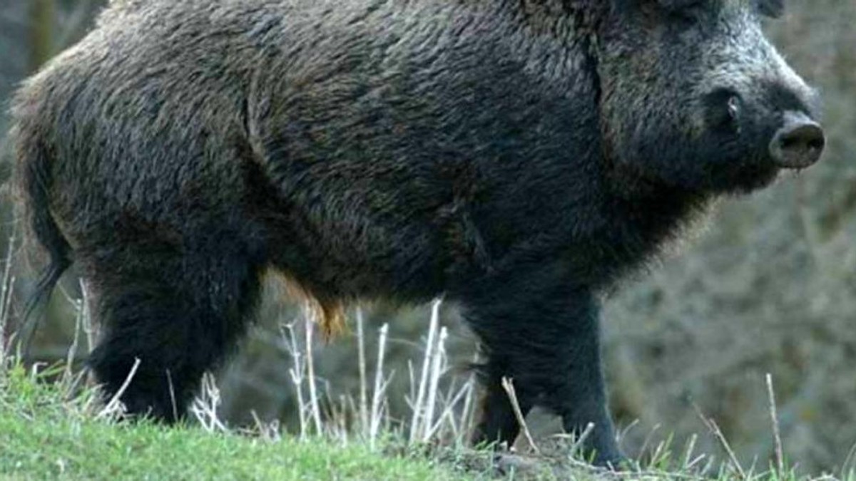 Mistreț infectat cu pesta porcină, descoperit la granița dintre România și Bulgaria