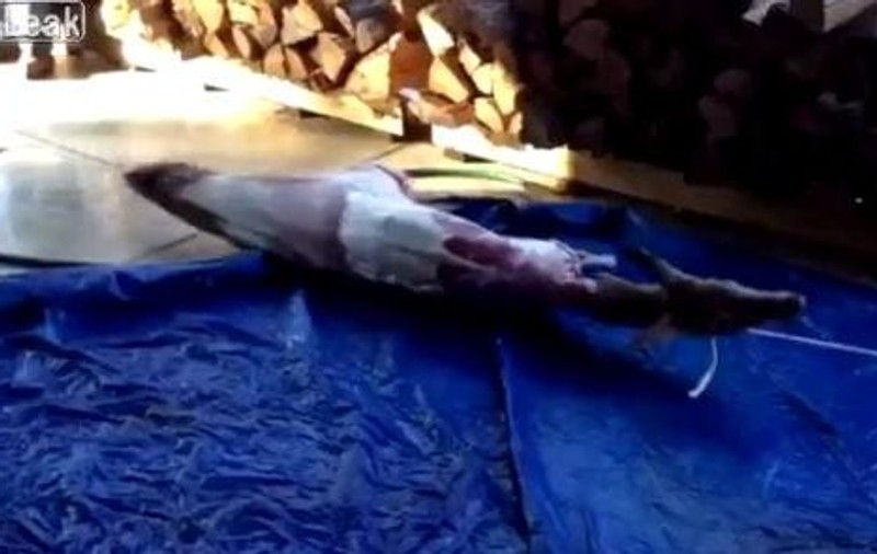Asta-i tare! Uite procedeul prin care poţi să jupoi un cerb în 5 secunde! | VIDEO