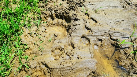 Urme amestecate de urs, căprior, mistreţ şi păsări, pe drumul de lângă Sălătrucu