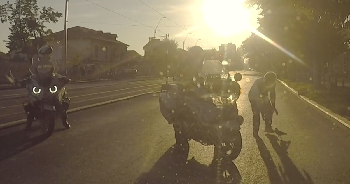 Porumbel salvat de polițiști