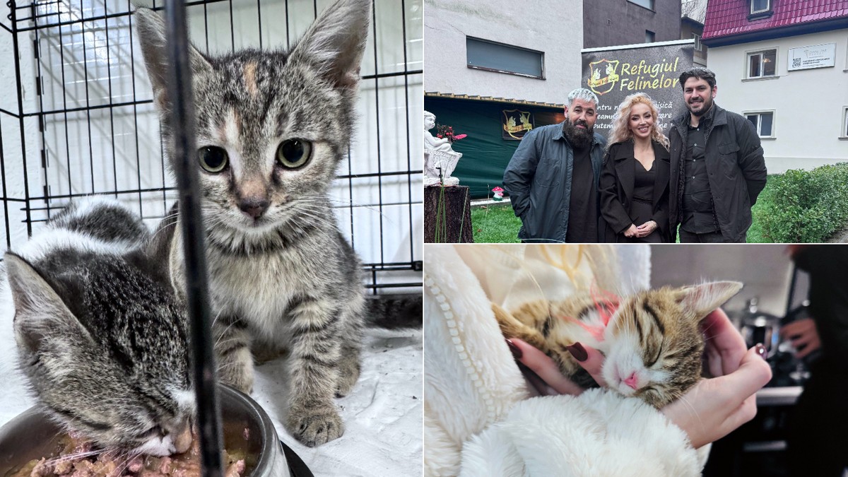 Colaj casa de avocatură transformată în târg de adopție pentru pisici
