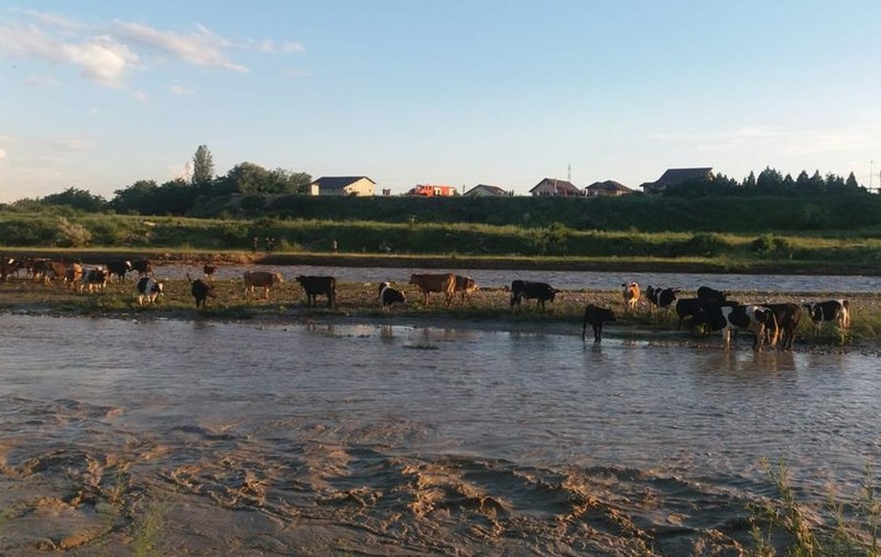 Animale blocate pe un petic de pământ, după ce s-a umflat râul Teleajen din Prahova