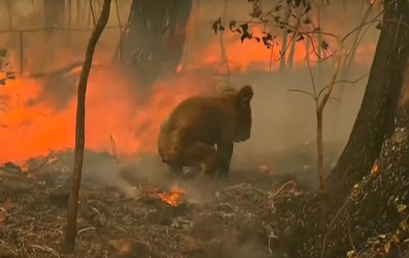 Ursul koala care a fost salvat din flăcări de o femeie a fost eutanasiat