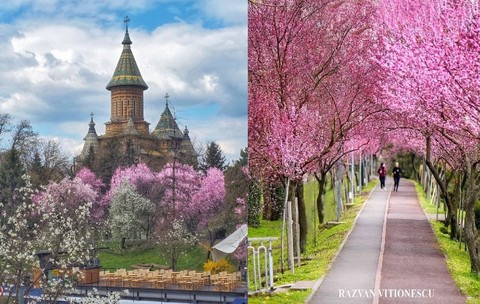 Tunelul iubirii a înflorit spectaculos la Timișoara