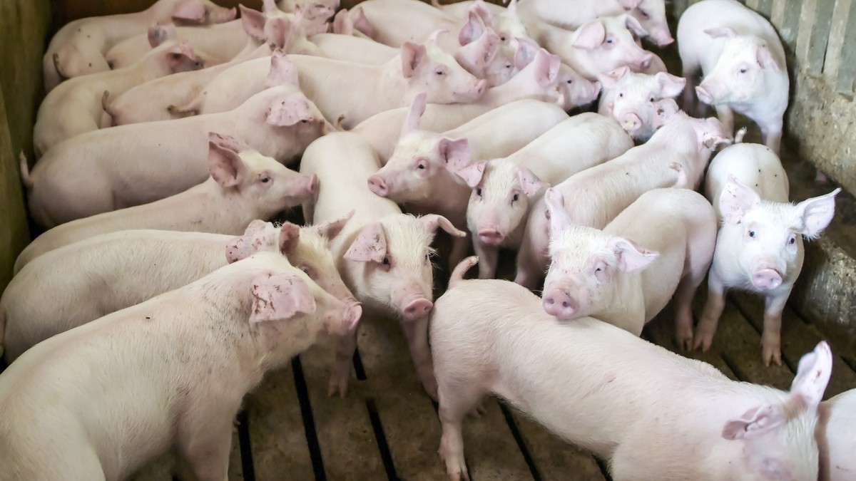 Pesta porcină, confirmată la o fermă din Brăila. Aproape 26.000 de porci vor fi eutanasiați