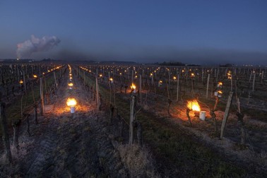 Viticultorii au încercat să își salveze vița de vie de la îngheț FOTO: Hepta