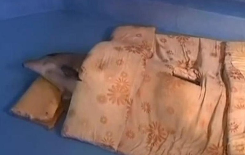 Un DELFIN avea o MINGE DE VOLEI! Până când a ÎNGHIȚIT-O! Vezi cum a fost salvat de la MOARTE! VIDEO