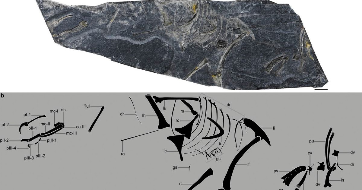 o imagine a păsării fosilizate Baminornis zhenghensis (sus) și o diagramă a scheletului (jos), 13 februarie 2024, Beijing