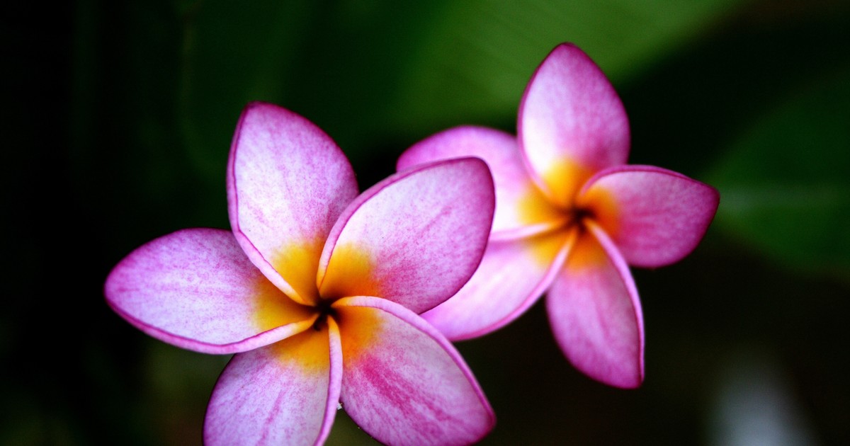 Plumeria plantare și îngrijire