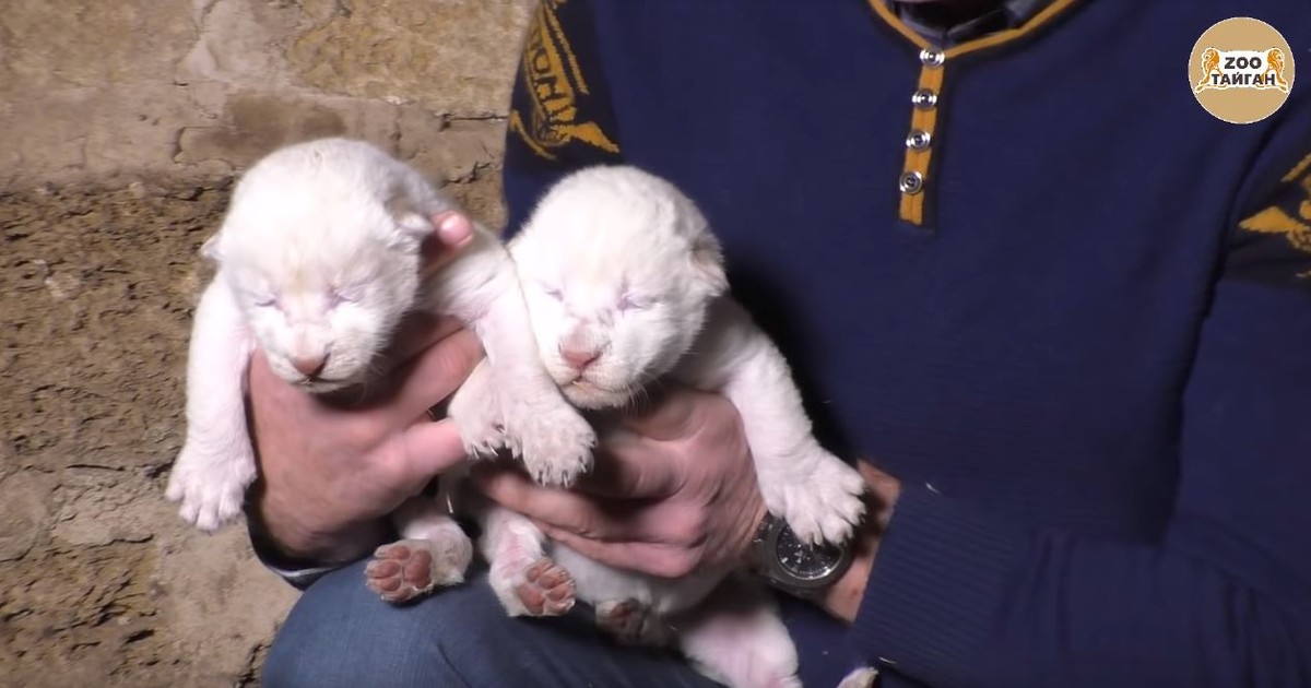 Doi pui de leu de culoare albă s-au născut într-un parc safari din Crimeea