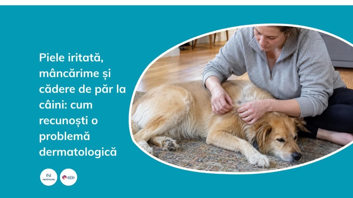 piele iritata, mancarime si cadere de par la caini
