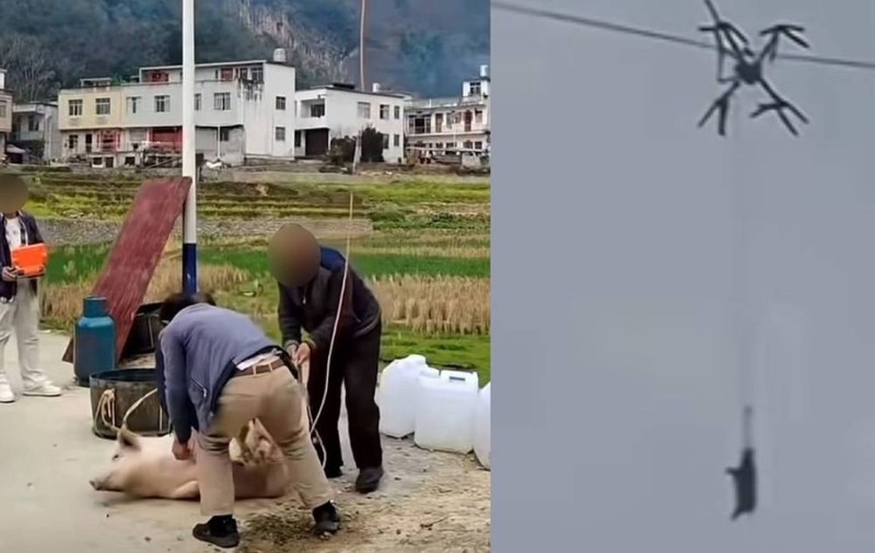 Un porc „zburător” a tăiat curentul unui sat întreg, după ce fermierul său a vrut să-l ducă la abator cu drona