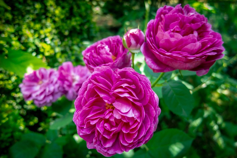 Rose de Rescht, trandafiri de dulceață