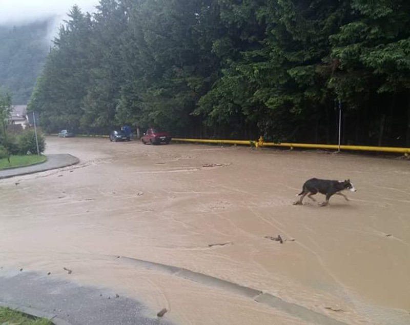 Ploile au făcut ravagii în țară! Mașini luate de viitură și zeci de gospodării inundate FOTO