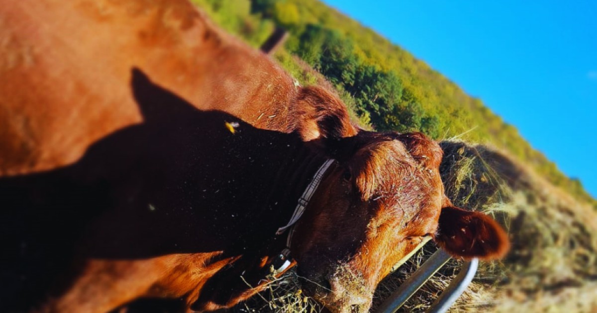 vaca maro aflată pe un deal