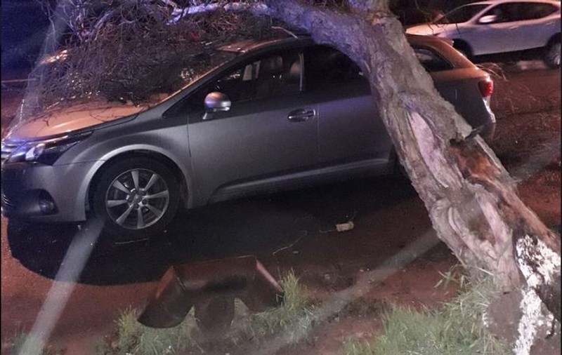 Copac doborât de vânt peste o mașină în care se afla un copil de 3 ani, într-o parcare din Constanța
