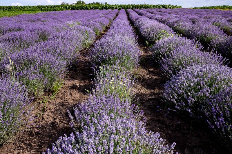 Lanul de lavandă este la al patrulea an de vegetaţie