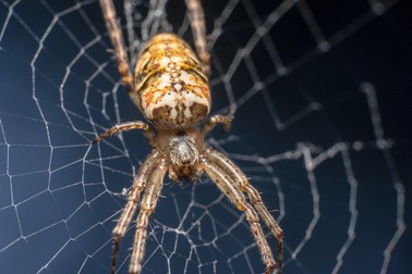 Tegenaria parietin