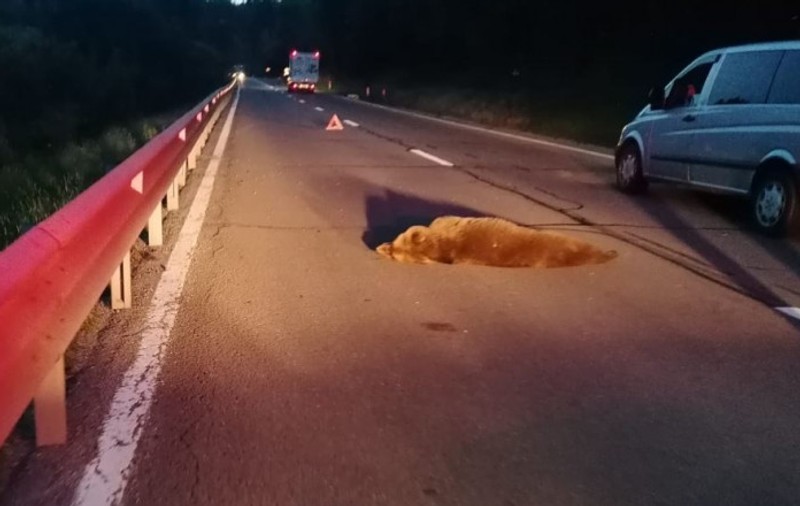 O ursoaică lovită de mașină, în Sibiu, a murit după trei ore de agonie