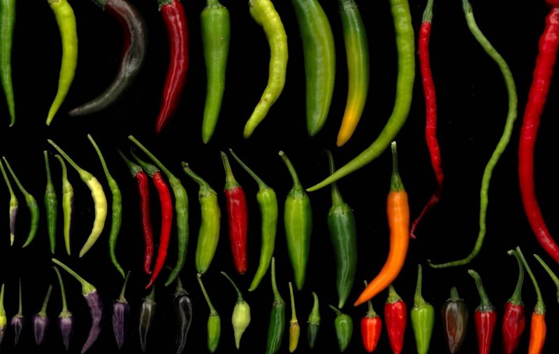 Un ardei foarte iute, creat la Buzău, a înregistrat valori extreme pe scara Scoville