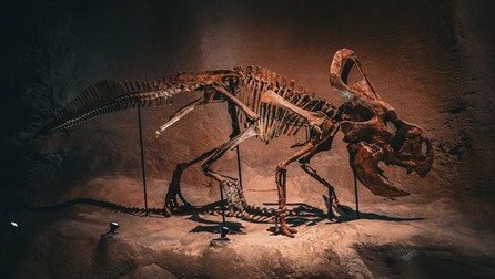 Fosilă de dinozaur la muzeu - Sursă foto: Shutterstock