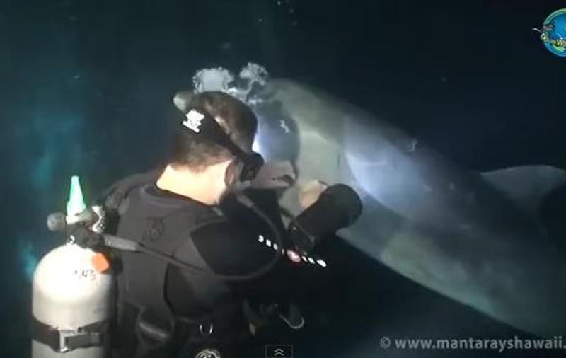 MOMENT EMOŢIONANT! Un scafandru ajută un delfin aflat în suferinţă | VIDEO