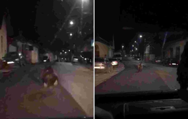 Urs speriat filmat pe stradă în centrul unui sat din Alba. Al doilea, în doar 3 săptămâni