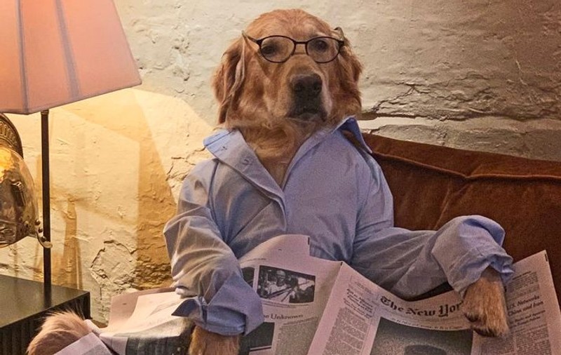 Hugo, câinele care a pus lăbuțele pe internet după ce a fost pozat în cele mai "banale" ipostaze