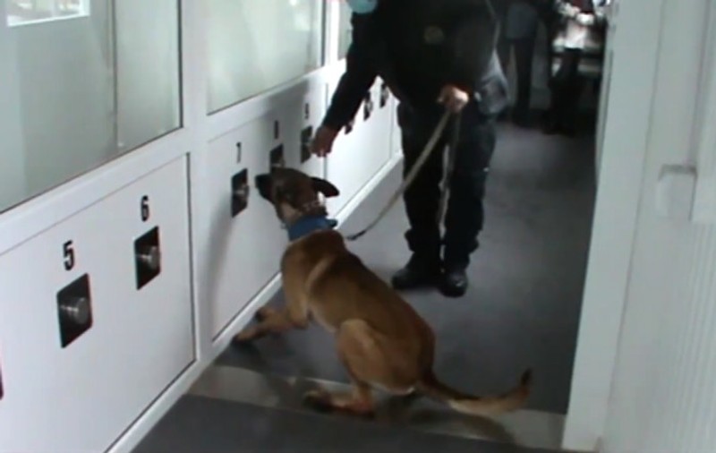 Câini poliţişti, folosiţi pe aeroportul din Sibiu pentru depistarea persoanelor cu COVID-19