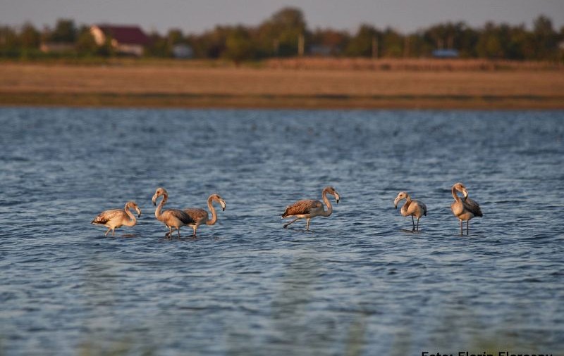 Păsări flamingo, în România. Șase exemplare au fost observate pe lacul Fundata