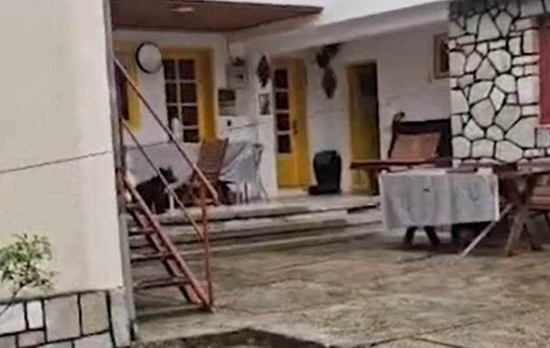 O ursoaică a fost împușcată după ce a intrat cu puii săi într-o locuință din Bușteni