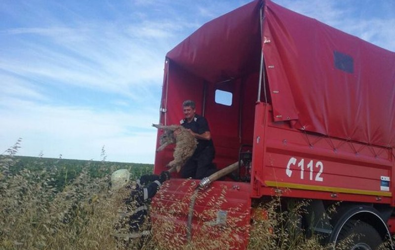 Un miel a fost salvat de pompieri din mijlocul flăcărilor