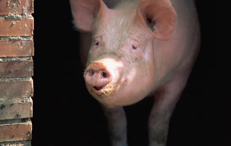 Rușii vor să creeze un porc ideal pentru donatorii de organe: „Suntem în urma SUA, dar vom recupera”