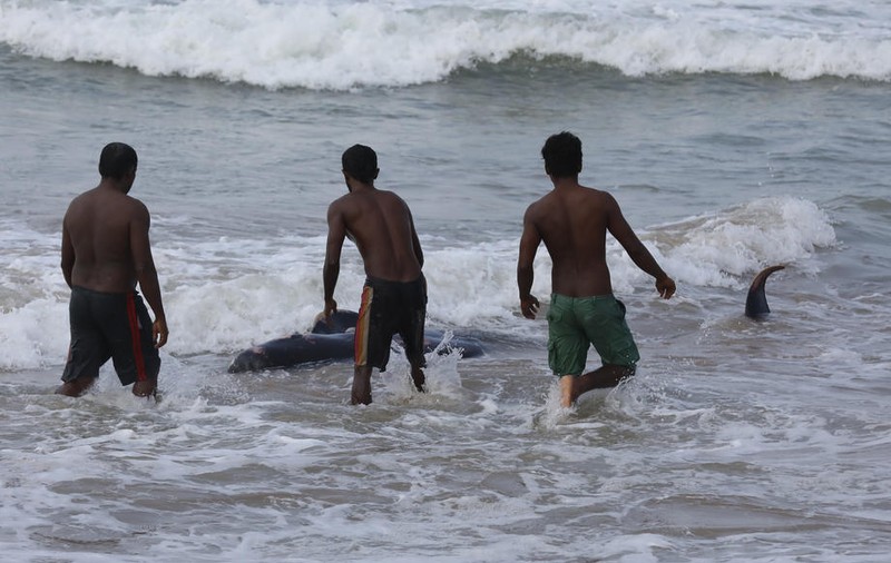 Peste 100 de balene-pilot, salvate de pe o plajă din Sri Lanka. “Este ceva neobișnuit”