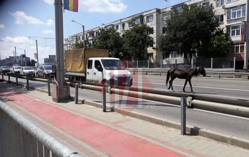 Un cal se plimba liber pe un bulevard aglomerat din Iași. Mergea fix pe linia de tramvai