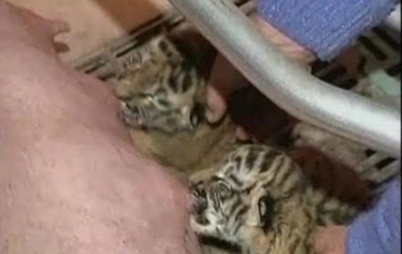 Pui de tigru ”adoptaţi” de o scroafă