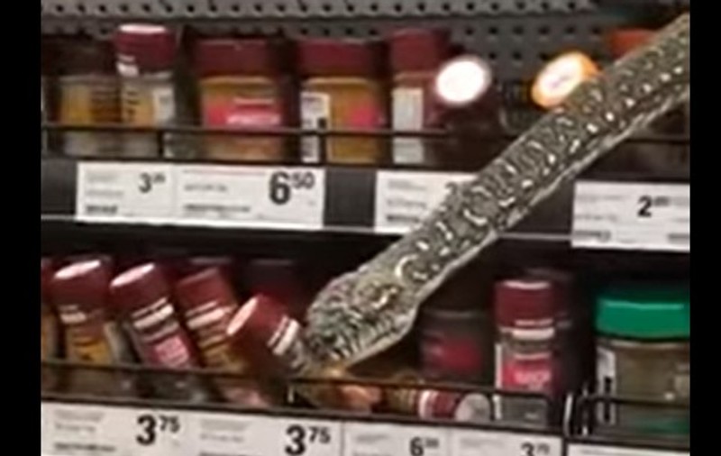 Șarpe de 3 metri, descoperit pe raftul unui supermarket din Australia. „A apărut la 20 de centimetri de fața mea!”