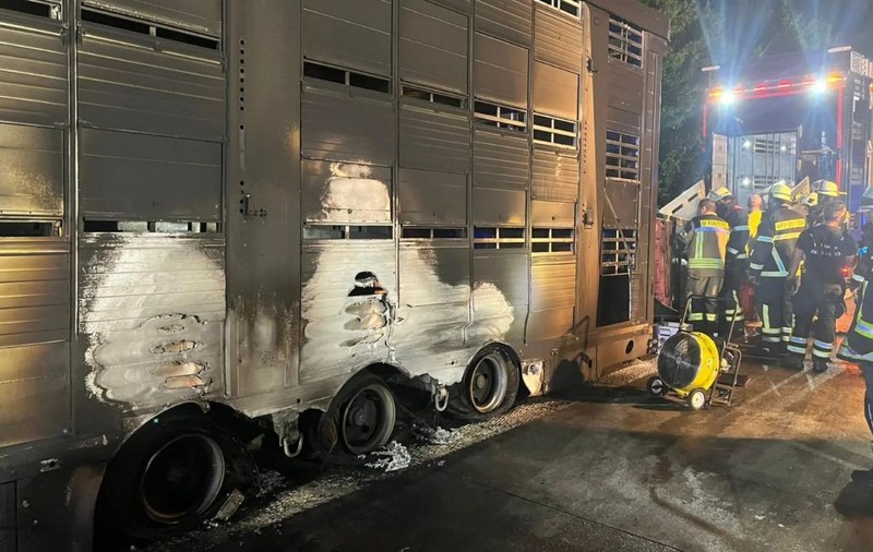 40 de porci au murit într-un camion care a luat foc pe autostradă, șoferul abia s-a salvat. Paguba, 100.000 de euro