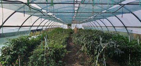 În anul 2015, Andrei Teodorescu s-a hotărât să devină agricultor