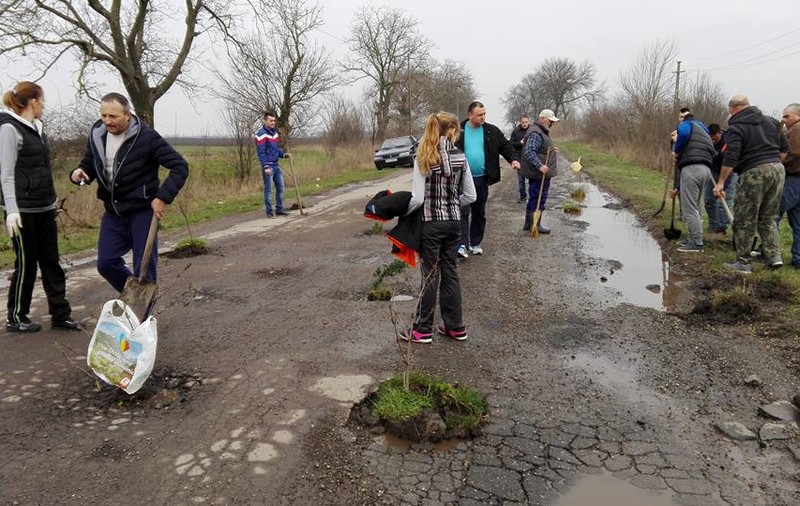 Au plantat copaci în gropile de pe drum! GALERIE FOTO