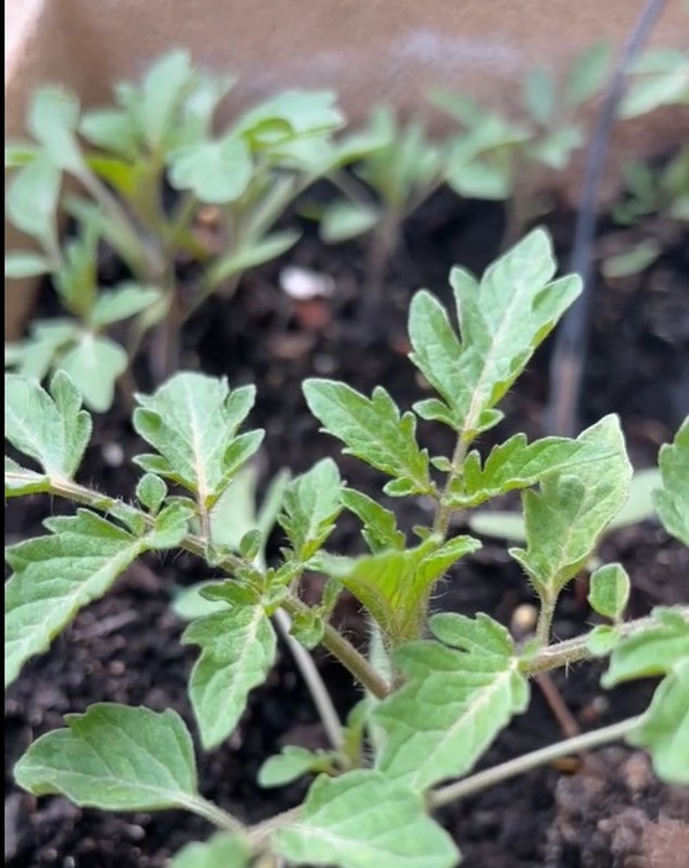 Imagini noi din grădina Andreei Marin. Are mulți trandafiri înfloriți, dar și plante aromatice, spanac și răsaduri de roșii