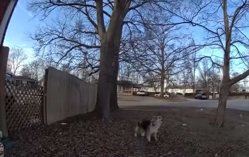 Un câine a apărut de nicăieri și a condus polițiștii la locul în care se afla un copil dispărut