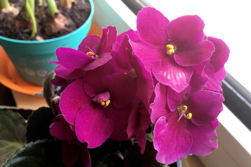 Violete de Parma roz