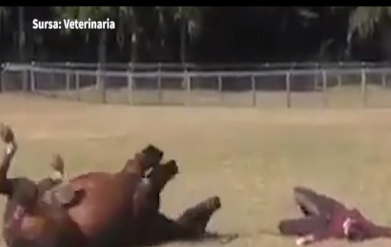 CÂTĂ OBRĂZNICIE! Uite ce au făcut în trei un cal, un câine și stăpânul lor|VIDEO