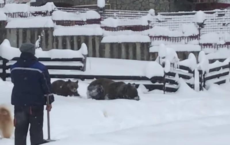 O ursoaică cu pui a intrat în mai multe gospodării din Azuga. Animalul, filmat recent când încerca să dărâme gardul unei curți