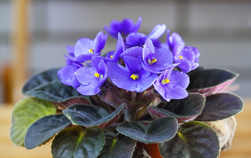 Violete de Parma - trucuri pentru îngrijire și înmulțire