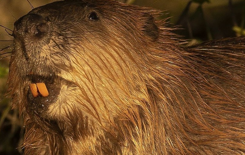 Doi castori eliberați într-o pădure din Marea Britanie au transformat spectaculos ecosistemul local în doar un an. Sursă foto: Getty Images.