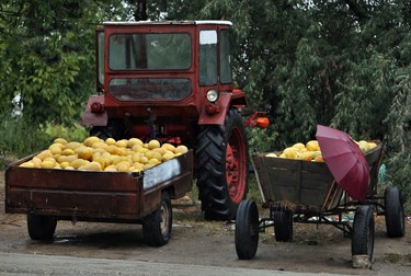 Pepeni galbeni de Dăbuleni